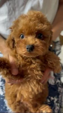 Tea cup red poodle rehoming