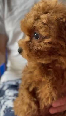 Tea cup red poodle rehoming - Photo 2