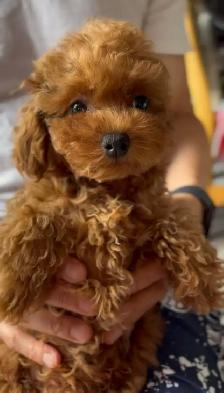 Tea cup red poodle rehoming - Photo 3