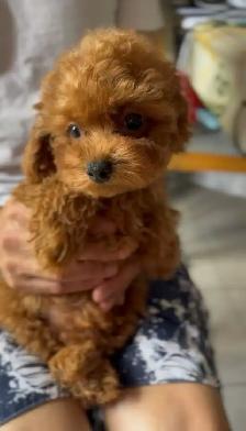 Tea cup red poodle rehoming - Photo 4