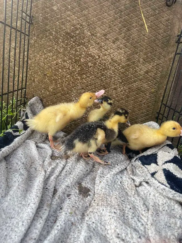 laying ducks
