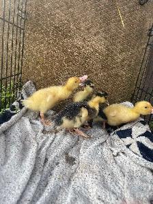 laying ducks
