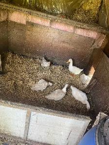 laying ducks - Photo 2