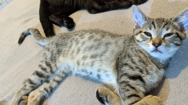 Adorables chatons prêts pour adoption
