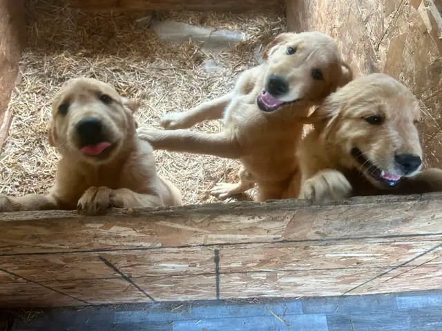 Golden Retriever Puppies PEL#1050