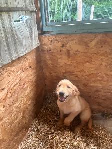 Golden Retriever Puppies PEL#1050 - Photo 2