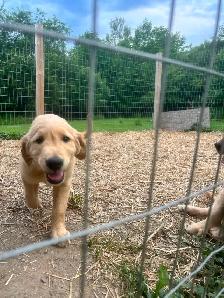 Golden Retriever Puppies PEL#1050 - Photo 3