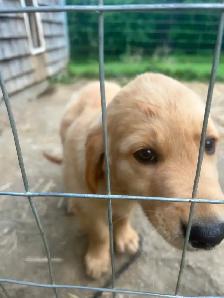 Golden Retriever Puppies PEL#1050 - Photo 4