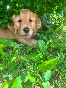 Golden Retriever Puppies PEL#1050 - Photo 5