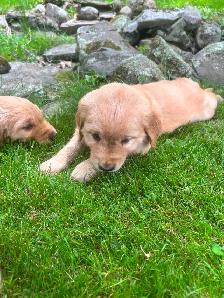 Golden Retriever Puppies PEL#1050 - Photo 6