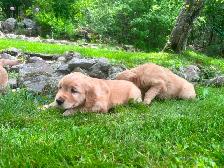 Golden Retriever Puppies PEL#1050 - Photo 7