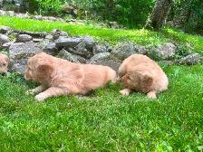 Golden Retriever Puppies PEL#1050 - Photo 8