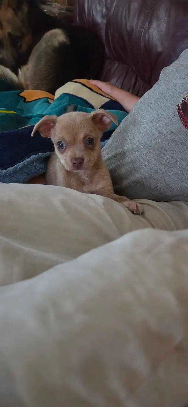 Chiots, chihuahuas, tête de chevreuil
