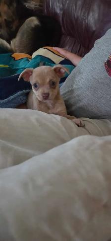 Chiots, chihuahuas, tête de chevreuil