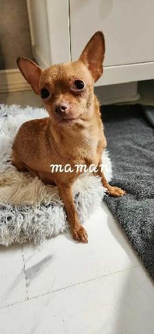 Chiots, chihuahuas, tête de chevreuil - Photo 3