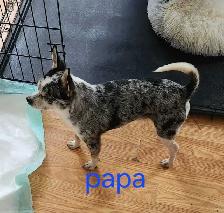 Chiots, chihuahuas, tête de chevreuil - Photo 4