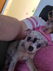 Chiots, chihuahuas, tête de chevreuil - Photo 5