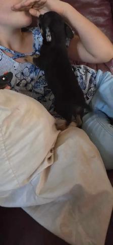 Chiots, chihuahuas, tête de chevreuil - Photo 7