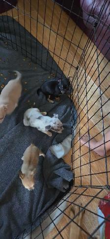 Chiots, chihuahuas, tête de chevreuil - Photo 8