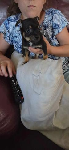 Chiots, chihuahuas, tête de chevreuil - Photo 9