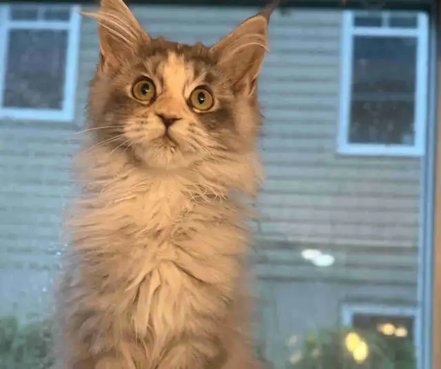 Chatons Maine Coon