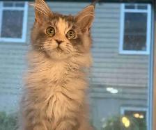 Chatons Maine Coon