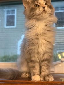 Chatons Maine Coon - Photo 2