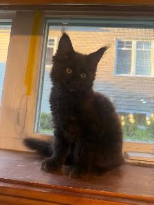 Chatons Maine Coon - Photo 3