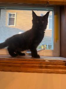Chatons Maine Coon - Photo 4
