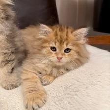 TICA SIBERIAN FOREST KITTENS - Registered/pedigreed