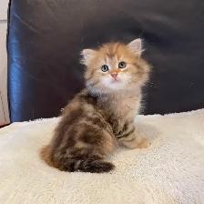 TICA SIBERIAN FOREST KITTENS - Registered/pedigreed - Photo 2