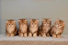 TICA SIBERIAN FOREST KITTENS - Registered/pedigreed - Photo 3