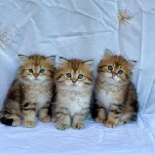 TICA SIBERIAN FOREST KITTENS - Registered/pedigreed - Photo 4