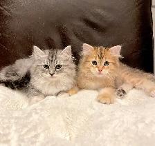 TICA SIBERIAN FOREST KITTENS - Registered/pedigreed - Photo 5