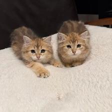 TICA SIBERIAN FOREST KITTENS - Registered/pedigreed - Photo 6