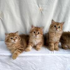 TICA SIBERIAN FOREST KITTENS - Registered/pedigreed - Photo 7