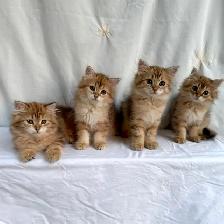 TICA SIBERIAN FOREST KITTENS - Registered/pedigreed - Photo 8