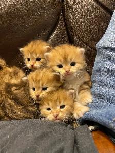 TICA SIBERIAN FOREST KITTENS - Registered/pedigreed - Photo 9