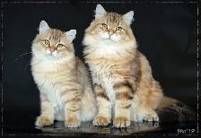 TICA SIBERIAN FOREST KITTENS - Registered/pedigreed - Photo 10