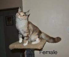 Beautiful purebred Maine Coon Polydactyl kittens - Photo 5