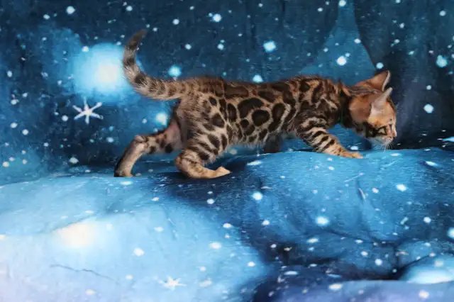 Leopard-look Bengal Kittens - Brown, Silver, Longhair, TICA