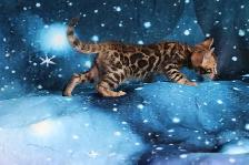 Leopard-look Bengal Kittens - Brown, Silver, Longhair, TICA