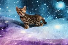 Leopard-look Bengal Kittens - Brown, Silver, Longhair, TICA - Photo 2