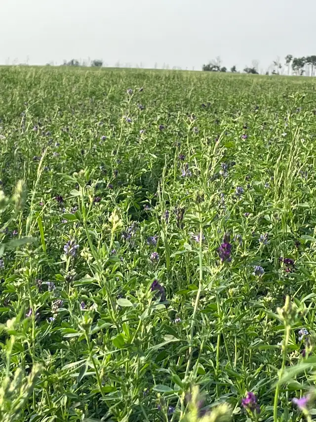 2026 hay for sale