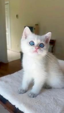 Golden Colorpoint British shorthair male Sweet Family Companion