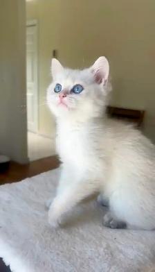 Golden Colorpoint British shorthair male Sweet Family Companion - Photo 2