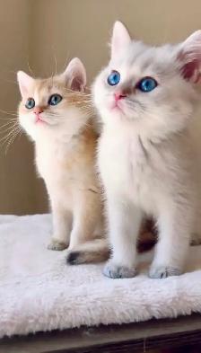 Golden Colorpoint British shorthair male Sweet Family Companion - Photo 4
