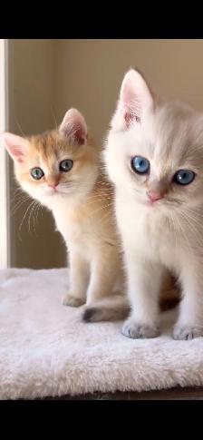 Golden Colorpoint British shorthair male Sweet Family Companion - Photo 5