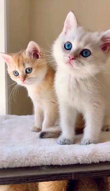 Golden Colorpoint British shorthair male Sweet Family Companion - Photo 6