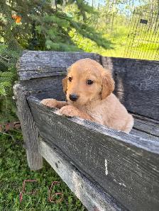 golden retriever puppies